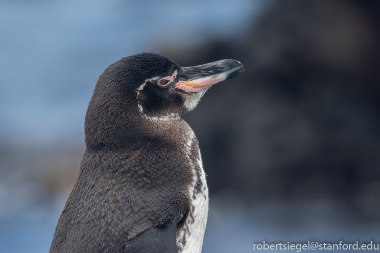 galapagos